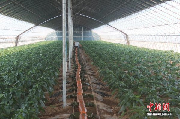 杨方配资 （乡村行·看振兴）山西长子：校地合作深化 “农用酵素”技术赋能乡村振兴